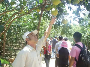 Phúc Trạch, mùa bưởi lạ