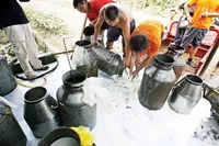 Xung quanh vụ sữa độc ở Trung Quốc: Nông dân khốn đốn vì không bán được sữa