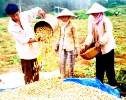 Về Trà Vinh vui lễ Đolta!