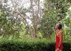 Xót xa bưởi Thanh Trà