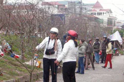 Đổ xô lên Tây Bắc “săn” đào cổ thụ