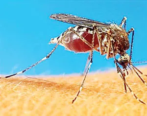 Làm muỗi giảm thọ để chống sốt xuất huyết