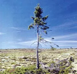 Những sự kiện khoa học nổi bật năm 2008 ảnh 3