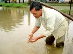 Nông dân miền Trung ngại dùng giống lúa ngắn ngày