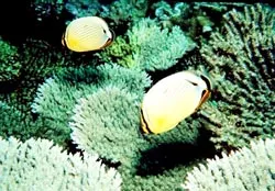 Mỹ: Lập khu bảo tồn biển lớn nhất thế giới