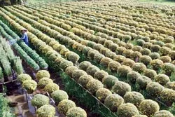 Làng hoa kiểng Sa Đéc : Đua nở trước giờ “G”