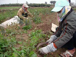 Miền Bắc: Rau thừa, hoa thiếu