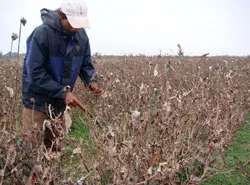 Miền Bắc: Rau thừa, hoa thiếu ảnh 3