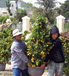 Hoa tươi, kiểng tăng giá