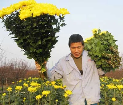 Rộn ràng tết...