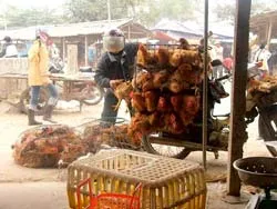 Gà lậu ồ ạt đổ vào miền Bắc