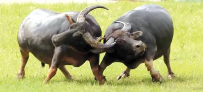 Con trâu trong võ học