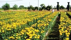 Làng hoa, cây kiểng và cá cảnh Củ Chi : Những phác thảo ấn tượng ảnh 2