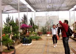 Đà Lạt: Khai mạc hội hoa xuân Kỷ Sửu 2009