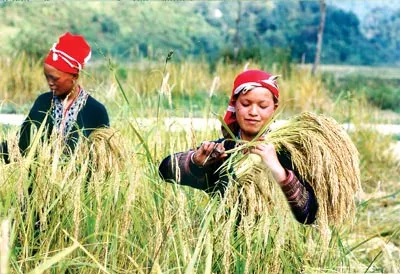 Đồng bào dân tộc thiểu số ở Nghĩa Lộ (Lai Châu) vui được mùa.Ảnh: MINH ĐIỀN