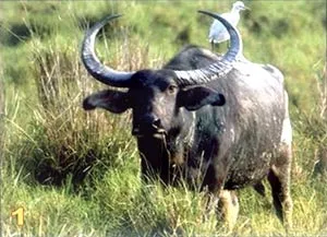 Năm Sửu nói chuyện các loài trâu