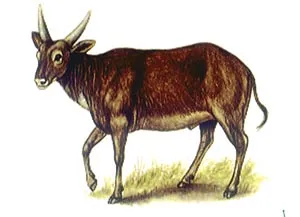 Năm Sửu nói chuyện các loài trâu ảnh 3