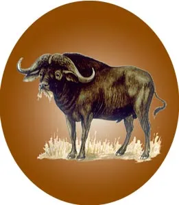 Năm Sửu nói chuyện các loài trâu ảnh 4