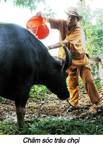 Phóng sự ảnh: Lễ hội chọi trâu