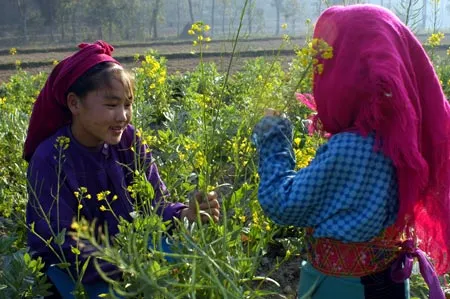 Mùa hoa cải (phố Cáo, Đồng Văn, Hà Giang). Ảnh: Minh Điền