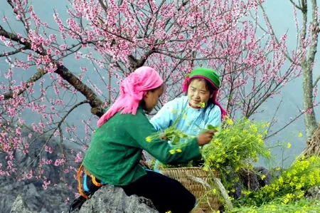 Hoa đào và cải vàng điểm tô cho mùa xuân Tây Bắc. Ảnh: Minh Điền