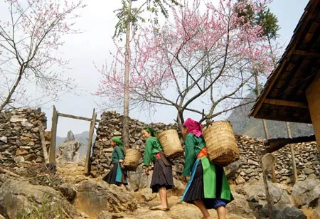 Đường về bản (Đồng Văn, Hà Giang). Ảnh: Minh Điền