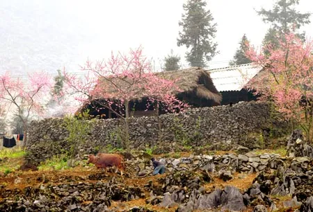 Tường đá, hoa đào - đặc trưng ngôi nhà của đồng bào Mông trên cao nguyên Đồng Văn. Ảnh: Minh Điền