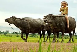 Con trâu thời @