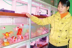 “Vua cá cảnh” miền Bắc