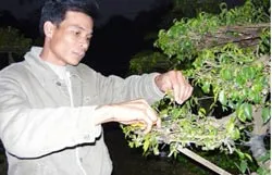 Chuyện ở một làng hoa