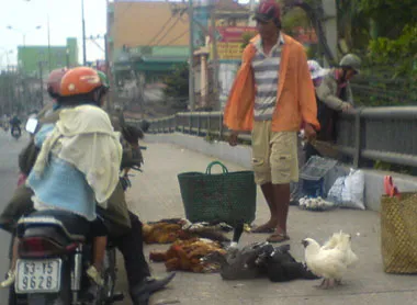 TPHCM: Gia cầm chưa kiểm dịch… đầy đường