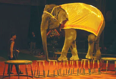 Đầu năm trăn trở cùng… xiếc