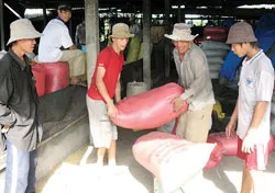 Vụ lúa đông - xuân ở ĐBSCL hứa hẹn mùa lãi cao