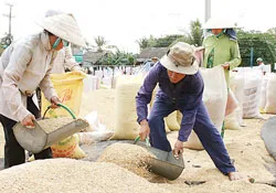 Vụ lúa đông - xuân ở ĐBSCL hứa hẹn mùa lãi cao ảnh 2