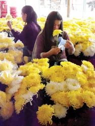 Đà Lạt: Tung ra thị trường 40.000 cây hoa cúc giống mới