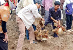 H5N1 tấn công mạnh đàn thủy cầm