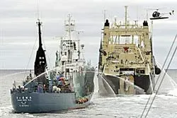 Lại đụng độ giữa tàu đánh cá Nhật Bản và Hội Bảo tồn Sea Shepherd