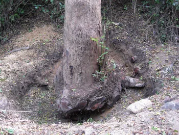 Phá rừng cũng “ngoạn mục”!