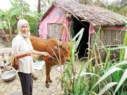 Giao bò bệnh cho dân - trách nhiệm của ai?