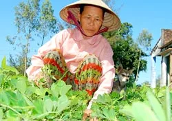 Vụ ăn chặn tiền tết dành cho người nghèo: Khẩn trương thanh tra, xử lý và cấp phát lại