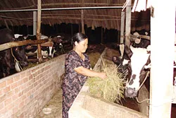 “Hai lúa” làm giàu