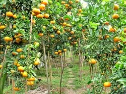 Sau tết - Quýt hồng Lai Vung lao đao