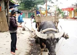 Dùng trâu kéo xe gom rác thải: Có nên đại trà?