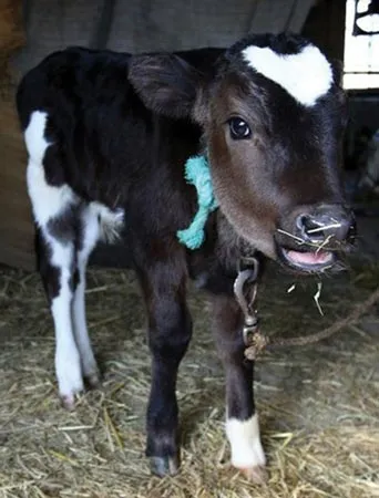 Con bê tên “Heart” này ở trang trại Yamakun là một “sự kiện Valentine” nổi tiếng khắp Nhật Bản do chào đời trước dịp Valentine và có một hình trái tim thật đẹp ngay trên đầu (Getty Images)