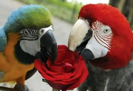 Màn trình diễn tình tứ của cặp két cùng hoa hồng này thu hút rất nhiều du khách tại công viên hoang dã ở Thâm Quyến (Trung Quốc) (REUTERS)