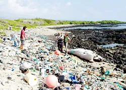 Rác nổi - thảm họa sinh thái nghiêm trọng