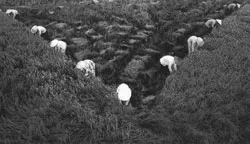 Xuất khẩu lúa gạo - Lạc quan ngay từ đầu năm ảnh 2