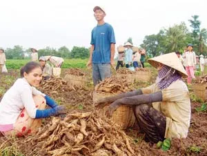 Khoai lang xuất ngoại