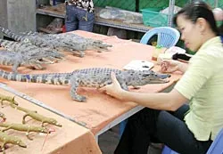 Ứng cứu làng nghề: Cần hành động cấp bách