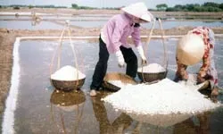 ĐBSCL: Đồng muối hồi sinh